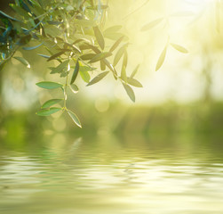 Olive tree with leaves, natural sunny agricultural food  background with water reflection