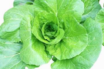 Obraz premium fresh green cabbage on a white background