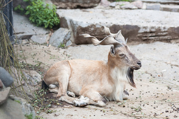 Markhor in Moscow zoo