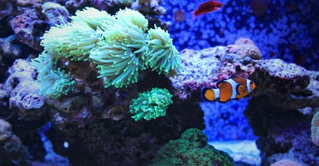 Ocellaris Clownfish (Amphiprion ocellaris)    