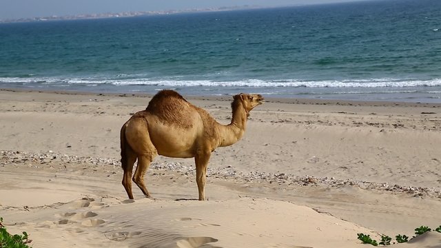 camel eating near the sea
