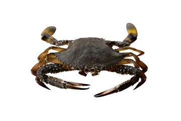 Fresh Crab isolated on white.