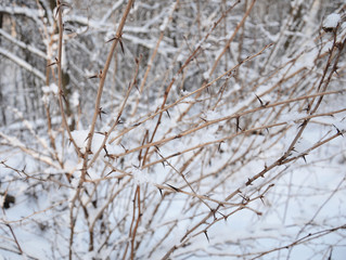 Заснеженный зимний куст боярышника.