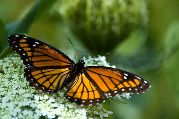 Monarch Butterfly on Queen Anne's Lace Flowers