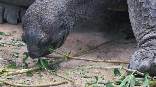 A gentle giant tortoise (Aldabra giant tortoise / Aldabrachelys gigantea) is feeding on twigs and leaves on the ground.