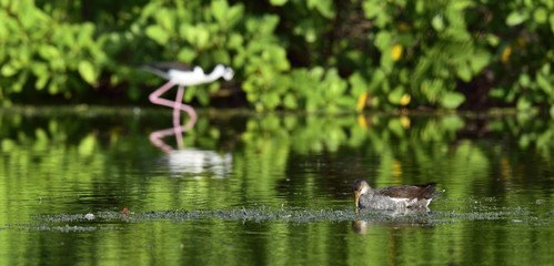 Feeding juvenile common moorhen.The common moorhen (Gallinula chloropus) (also known as the swamp chicken) is a bird species in the family Rallidae