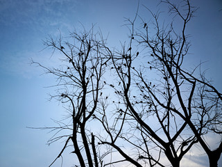 silhouette dead tree with sparrows