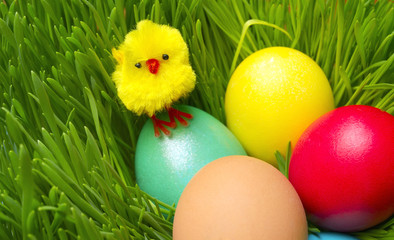 Easter chick on colored eggs