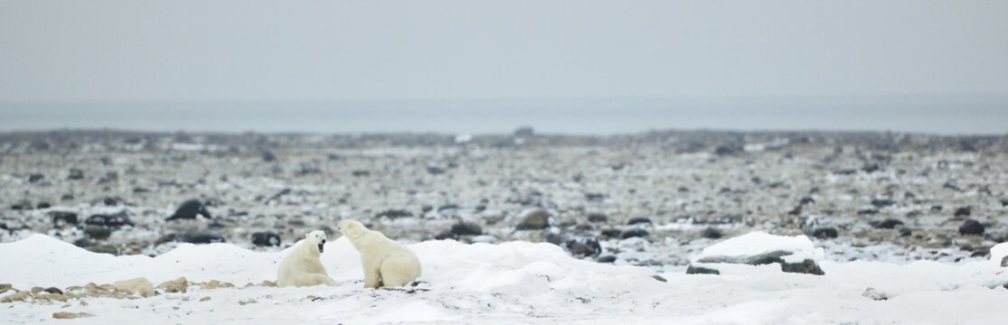 Fighting Polar bears (Ursus maritimus ) on the snow. Arctic tundra.