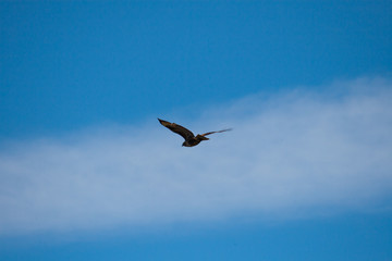 Ястреб, канюк