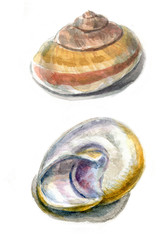 seashell watercolor