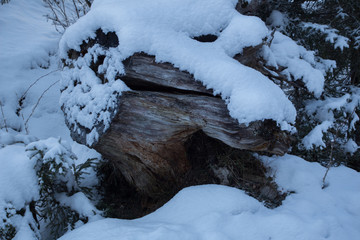 Baumwurzel im Schnee