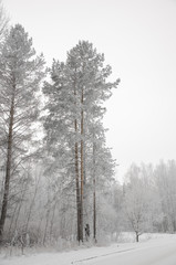 зимний пейзаж. Замерзшие деревья в изморози. © sergeikorolev