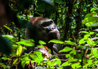 Portrait of a western lowland gorilla (Gorilla gorilla gorilla) close up at a short distance. Silverback - adult male of a gorilla in a native habitat.