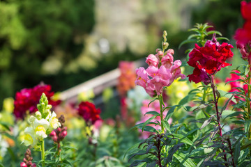 Pink, red and yellow balsam flower in the garden - obrazy, fototapety, plakaty