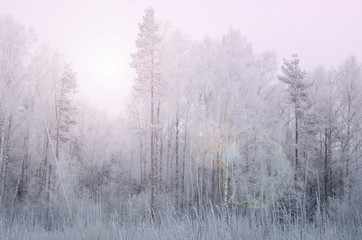 зимний сказочный лес с искрящимся солнечным бликом в...