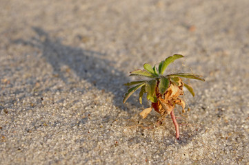 A will to live. The sprout in the sand.