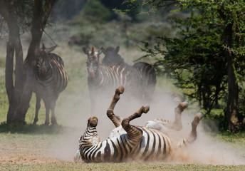 Obraz na płótnie Canvas Zebra lying a dust. Kenya. Tanzania. National Park. Serengeti. Maasai Mara. An excellent illustration.