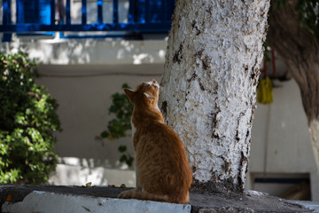 Katze auf Mykonos