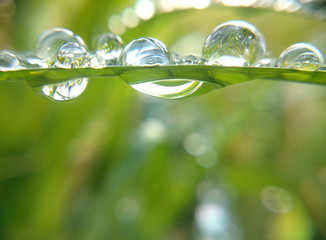 Closeup of dew drops on grass with bokeh background