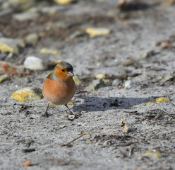 Fringuello a spasso sui sassi del fiume