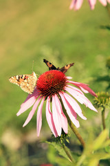 Echinacea with butterflies in country home rustic ecological garden by very sunny day