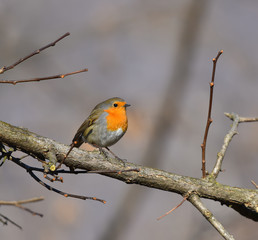 Pettirosso in riposo sul ramo nel bosco