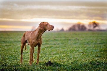 hungarian pointer hound vizsla on the field