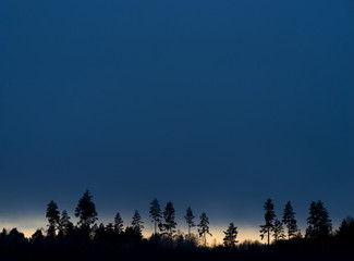 Trees on blue evening sky