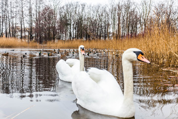 winter am Mühlenteich