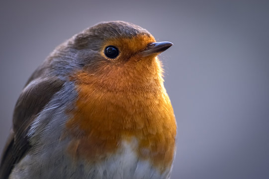 Cumbria, UK - December 13, 2015: An inquisitive robin visiting a garden shows off its trademark vibrant orange breast.