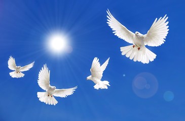 Peace for the World, Sun and Dove
