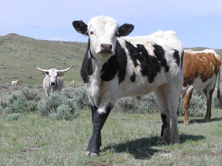 A black and white calf looking curiously at the camera with a longhorn cow in background