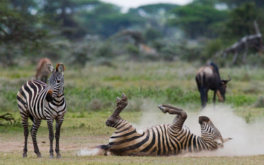 Fototapeta na wymiar Zebra lying a dust. Kenya. Tanzania. National Park. Serengeti. Maasai Mara. An excellent illustration.