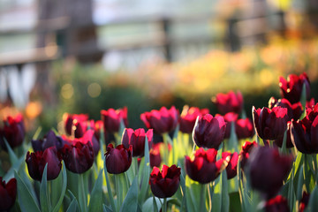 Fototapeta premium Tulip flowers