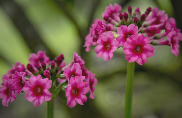 Fototapeta na wymiar Primula flower