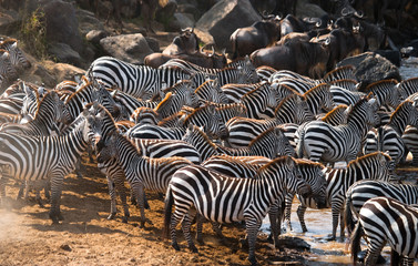 Fototapeta na wymiar Big herd of zebras standing in front of the river. Kenya. Tanzania. National Park. Serengeti. Maasai Mara. An excellent illustration.
