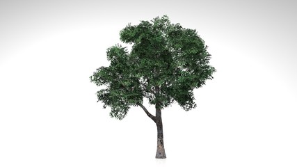 Deciduous forest tree with green leaves isolated on white background