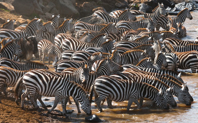 Fototapeta na wymiar Group of zebras drinking water from the river. Kenya. Tanzania. National Park. Serengeti. Maasai Mara. An excellent illustration.
