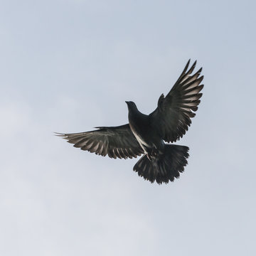 Flight Of The Pigeon