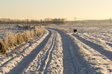 Fototapeta na wymiar Road in Winter Field
