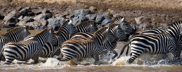 Fototapeta na wymiar Zebras are crossing a river. Kenya. Tanzania. National Park. Serengeti. Maasai Mara. An excellent illustration.
