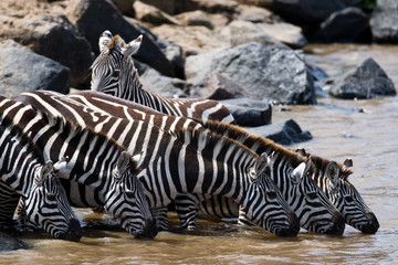 Group of zebras drinking water from the river. Kenya. Tanzania. National Park. Serengeti. Maasai Mara. An excellent illustration.