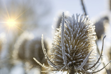 Wild thistles covered in frost