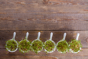 Growing cress in small bowls view from the top. Wooden background with copy space.