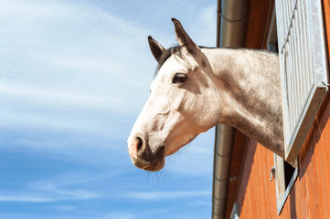 Naklejka premium Portrait of thoroughbred gray horse in stable window.