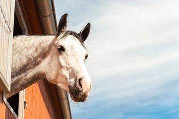 Portrait of thoroughbred gray horse in stable window. Filtered i