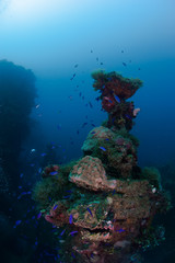 Naklejka na ściany i meble Beautiful reef with tropical fishes. Micronesia.