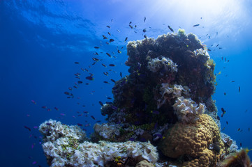 Fototapeta na wymiar Beautiful reef with tropical fishes. Micronesia.