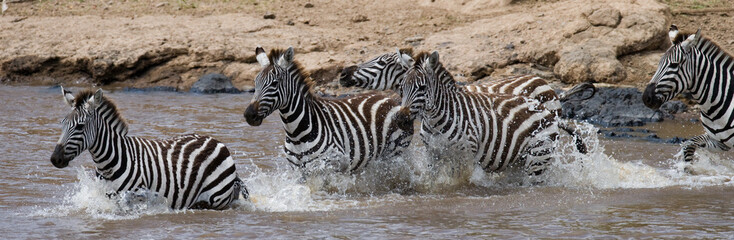 Fototapeta na wymiar Group zebra crossing the river Mara. Kenya. Tanzania. National Park. Serengeti. Maasai Mara. An excellent illustration.